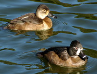 : Aythya affinis; Lesser Scaup