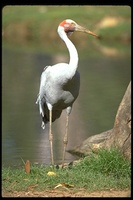 : Grus rubicunda; Australian Crane, Brolga