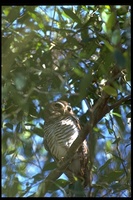 : Ninox superciliaris; White Browed Owl