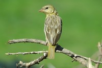 : Ploceus cucullatus; Spottedbacked Weaver