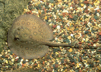 : Potamotrygon motoro; Ocellated Stingray