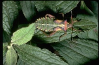 : Anasa tristis; Squash Bug