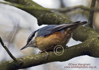 : Sitta europaea ssp. caesia; Eurasian Nuthatch