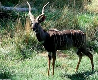 : Tragelaphus imberbis; Lesser Kudu