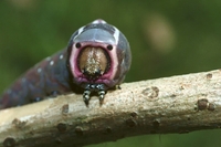 : Cerura vinula