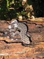 : Phyllodactylus tuberculosus; Salamanquesa Vientre Amarillo