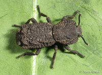 : Phloedes plicatus
