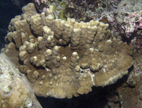 : Porites australiensis