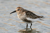 Dunlin