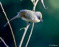 Spectacled Barwing