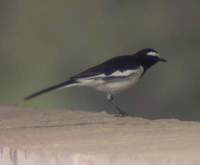 White-browed Wagtail (Motacilla maderaspatensis) 2004. december 30. Bund Baretha