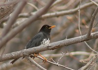 Turdus cardis