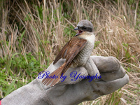 칡때까치(Thick-billed Shrike)