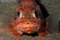 Blåkæft (Helicolenus dactylopterus)