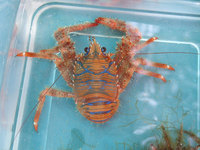 Galathea strigosa