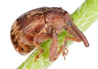 Anthonomus rectirostris