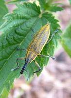Lixus iridis