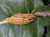 Lixus iridis
