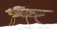 Opomyza florum - yellow cereal fly