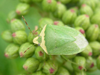 Nezara viridula