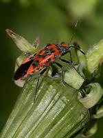 Corizus hyoscyami