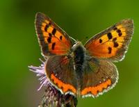 Lycaena phlaeas - Small Copper