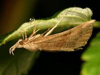 Hypena proboscidalis - The Snout