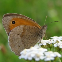 Maniola jurtina - Meadow Brown