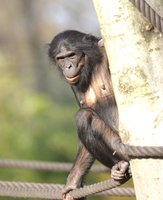 Bonobo (Pan paniscus)