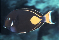 Acanthurus achilles, Achilles tang: fisheries, aquarium