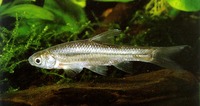 Barbus paludinosus, Straightfin barb: fisheries