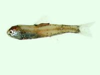 Diaphus signatus, :