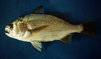 Stellifer minor, Minor stardrum: fisheries