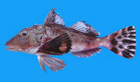 Prionotus horrens, Bristly searobin: