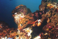 Cheilodactylus fasciatus, Redfingers: fisheries
