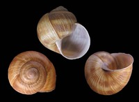 Helix pomatia - Roman Snail