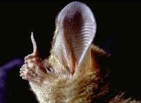 Image of: Trachops cirrhosus (fringe-lipped bat)