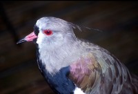 Vanellus chilensis - Southern Lapwing