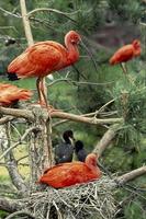 Eudocimus ruber - Scarlet Ibis