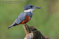 Megaceryle torquata - Ringed Kingfisher