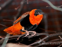 Euplectes franciscanus - Orange Bishop