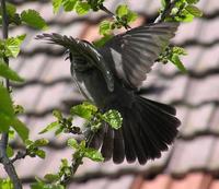 Pycnonotus xanthopygos - White-spectacled Bulbul