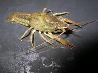 Image of: Procambarus acutus (white river crawfish)