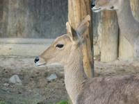 Redunca fulvorufula - Mountain Reedbuck