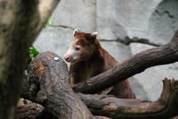 Dendrolagus matschiei - Matschie's Tree-kangaroo