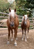 Equus ferus caballus - Domestic Horse