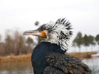 Image of: Phalacrocorax carbo (great cormorant)