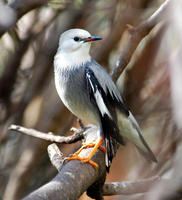 Image of: Sturnus sericeus (red-billed starling)