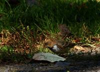 Image of: Zonotrichia querula (Harris's sparrow)