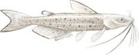 Image of: Ictalurus punctatus (channel catfish)
